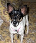 Tiny Tina
