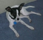 Ziggy